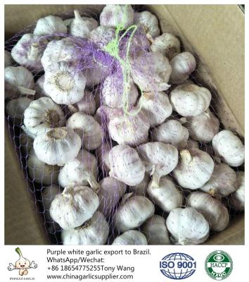 China China garlic to Brazil for sale