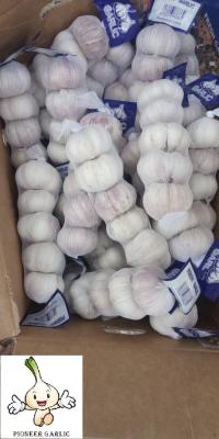 China Normal white Garlic to Senegal for sale