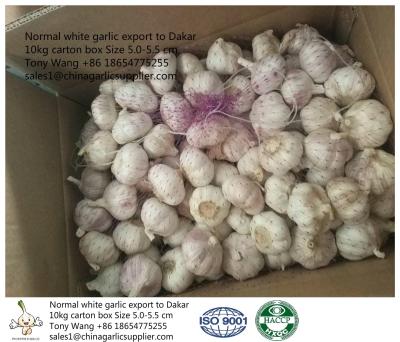 China Purple white Garlic to Senegal for sale