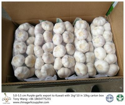 China Garlic to Kuwait for sale