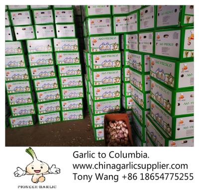 China 2019 China garlic to Columbia. new crop with good price. for sale