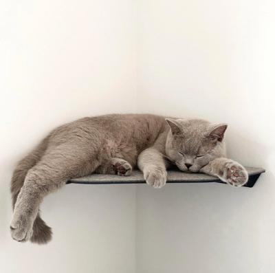 China Keep Your Cat Active and Healthy with Yellow Floating Cat Wall Shelves Steel Perches for sale