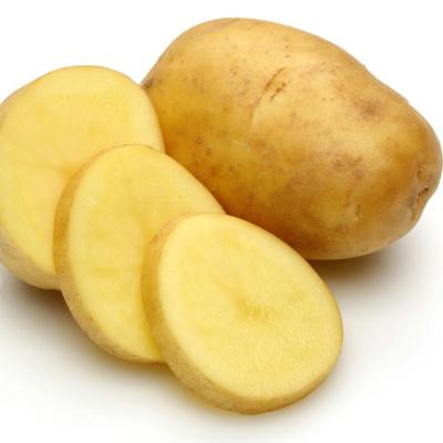 중국 Fresh Fresh Potato For Export , New Cultivation Holland Potato Dimension 80g 100 200g 판매용