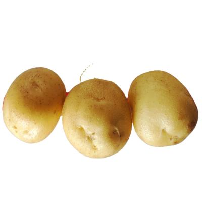 중국 Hot sale new crop top quality fresh potato, Holland potato size 80-150g wholesale 판매용