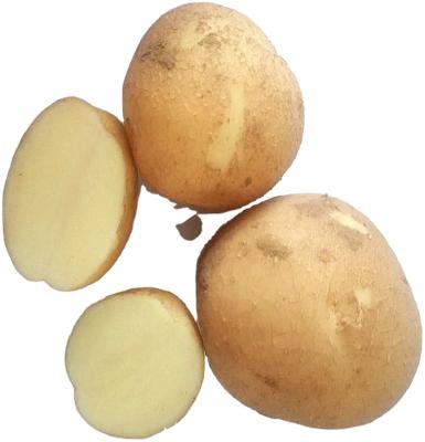 중국 Best fresh new crop potato fresh sale size 80-150g with cheap price, Holland potato for export 판매용