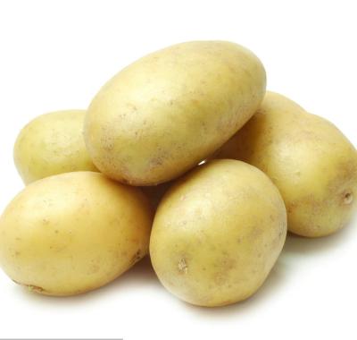 China 150-250g size fresh high quality Holland potato for wholesale and new crop fresh potato supplier for sale