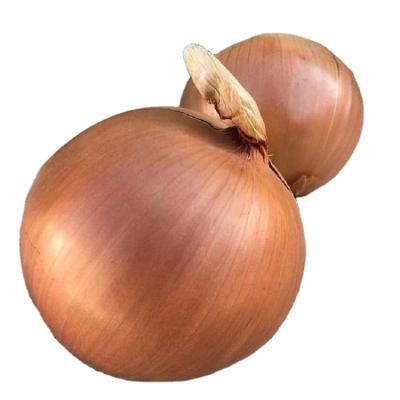 China Fresh Yellow Onion Chinese Yellow Onions Wholesale Hot-selling Fresh Organic Onions for sale