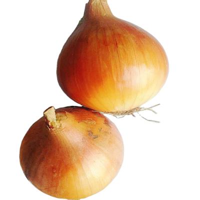 China Fresh Premium Quality Fresh Yellow Onions For Export, Fresh New Crop Onions Supplier for sale