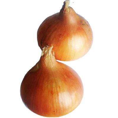 China Fresh Organic Yellow Fresh Onions For Sale China Hot Selling Fresh Yellow Onions With Cheap Price for sale