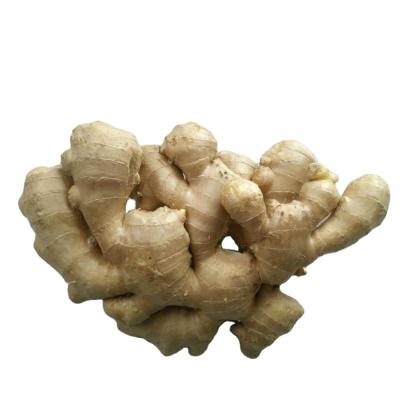 China New Season 90% Air Dried Ginger FAT Fresh HOT Yellow Ginger for sale