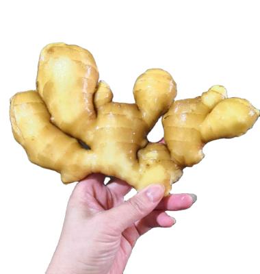 China New Fresh Organic Cultivation Fresh Ginger For Sale, High Quality Ginger Specifications, Fresh Ginger Price for sale