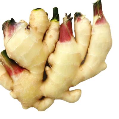 China Fresh fresh ginger with best quality for export, bulk ginger for sale, sand ginger root price per kilogram for sale