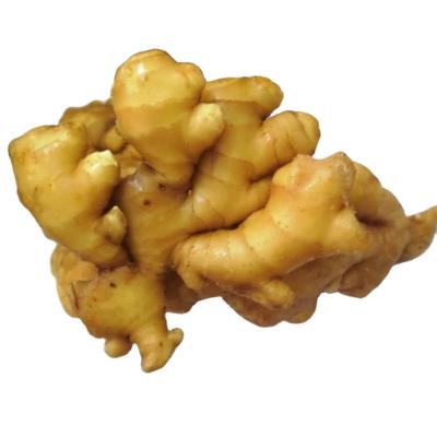 China Top Quality Fresh Ginger Exporter Fresh Ginger Price Per Kilo Ginger Packaging for sale