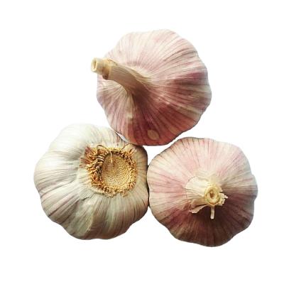 China Fresh Chinese normal white fresh garlic dimension 5-6cm for export, top quality fresh garlic wholesale for sale