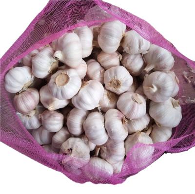 China Fresh 4.5cm Up Bulk Common Garlic Factory Price Garlic For Sale China Garlic for sale