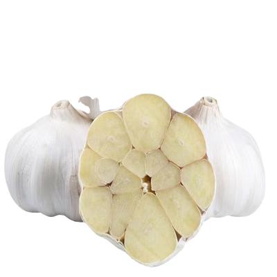 China Super Fresh Chinese Garlic Normal Size Chinese Garlic / Pure White Garlic Is Now Season for sale