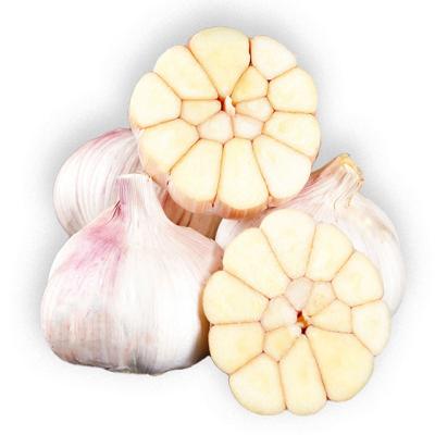 China Shandong fresh hot sale fresh white garlic, normal size5-6cm white fresh garlic exporter for sale