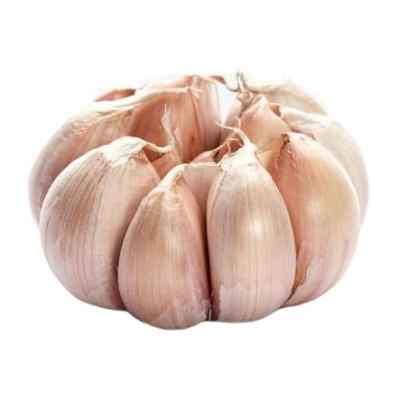 China China New Fresh Culture Normal White Fresh Garlic Dimension 4.5cm For Export , Fresh White Garlic Price Per Ton for sale