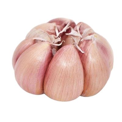 China Hot Selling Shandong Jinxiang Fresh Normal White Garlic, New Culture Fresh Garlic Dimension 4.5-6cm Supplier for sale