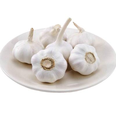 China Best Fresh Selling Shandong Premium Fresh Garlic New Cultivation Quality White Garlic For Wholesale for sale