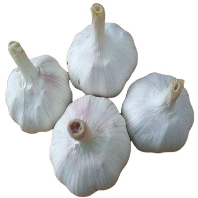 China Hot Selling Garlic High Quality Organic Garlic Fresh White Garlic Best Price for sale