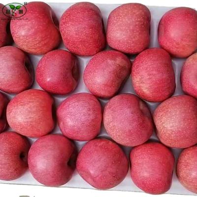 China Red On The Skin Fresh China Quality Fuji Apple With Aromatic Natural Smell / Taste Of Apple Just From The Farm for sale