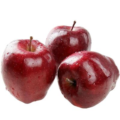 중국 Fresh red delicious apple for wholesale and hot red delicious apple export to Dubai market 판매용