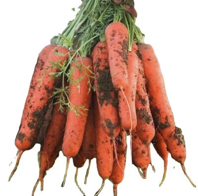 China FRESH FRESH CARROT PACKING IN 10KG CARTON 10KG PLASTIC BAG SIZE RINGED S M L XL XXL SIZE RINGED for sale