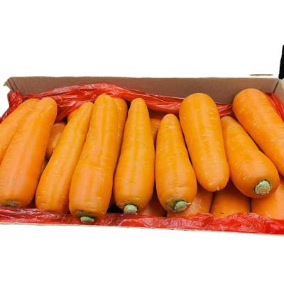 China Fresh Chinese Carrot / High Cultured YANGSHAN New Vitamin Carrots Full Of China Vitamin C Carrot for sale