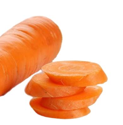 China Good Quality Fresh Carrot Fresh Organic Carrots In Carton M L XL Professional Export Fresh Carrot for sale