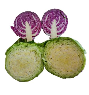 China High quality newest organic food fresh cabbage in hot sale market fresh cabbage, green and purple with low price for sale