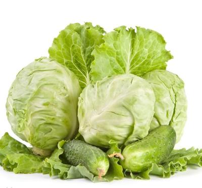 China Wholesale Organic Food Popular Vegetable Cabbage Common Cabbage Purple, New Cultivated Cabbage For Export for sale