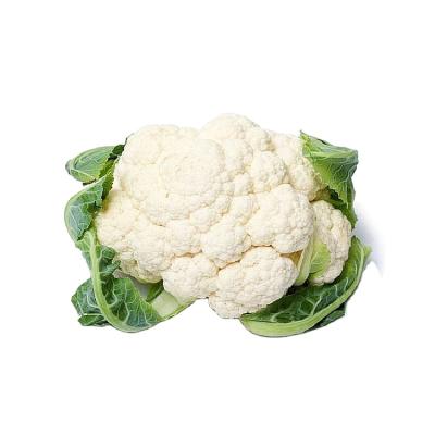 China New Fresh Crop Fresh White Cauliflower With Cheap Price Hot Sale,Organic Fresh Cauliflower Exporter for sale