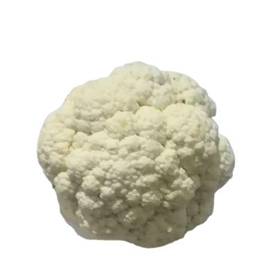 China Fresh White Cauliflower Chinese Bulk New Package High Quality Culture Fresh White Cauliflower for sale