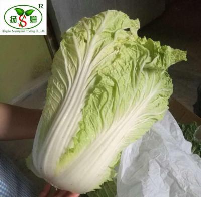 China Fresh Cabbage (HOT) Fresh Cabbage / Spring / Chinese Exporters for sale