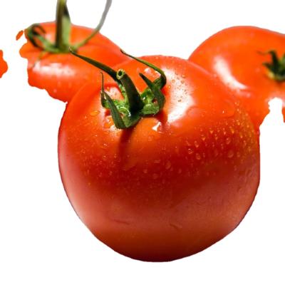 China Fresh fresh china tomato export for sale