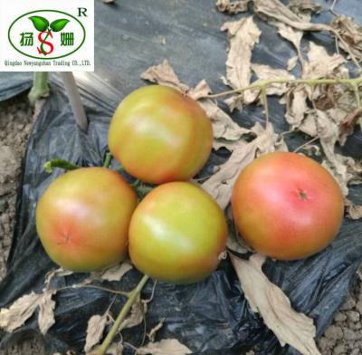 China Fresh exporters: Fresh TOMATO the best price! for sale