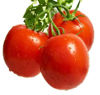 China fresh fresh tomatoes for sale for sale