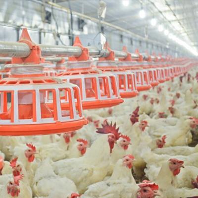 China Poultry farm chicken farm design breeder chicken farm feeding equipment with automatic machine system for sale