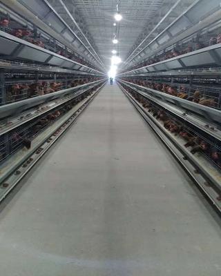 China Save Breed Cost Poultry Farm Automatic Chicken Layer Cages For Sale for sale