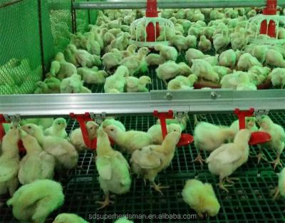 China High End Farms Poultry Farming Equipment For Broiler for sale