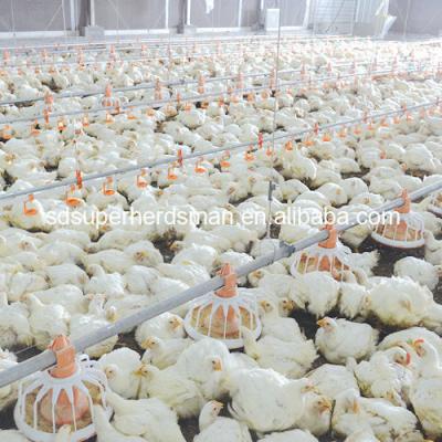 China Full Set High Quality Automatic Poultry Equipment For Broiler Customized for sale