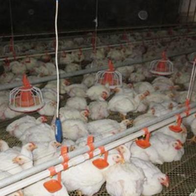 China Farms Automatic Poultry Control Shed And Equipment for sale