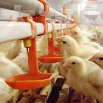 China Chicken Drinking Poultry Chinese Nipple Drinking System for sale