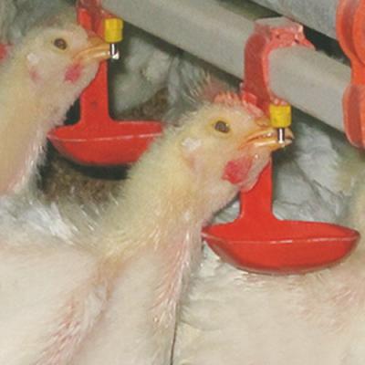 China Automatic Poultry Water Nipple Drinker Hotsale Poultry Water Nipple Drinker For Broiler Chicken Farmer for sale