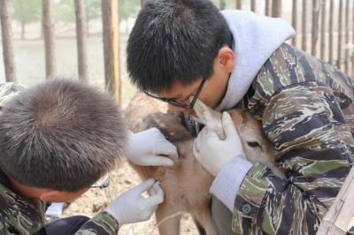 China ISO-Protokoll-Mikrochip-Spritzen-Hundeverfolger wasserdicht für das Haustier, das Identifizierung aufspürt zu verkaufen