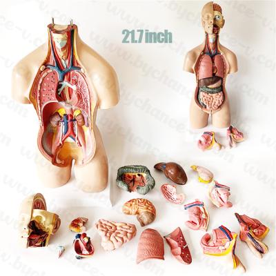 China Educational Supplies 22inch Direct Human Model Set Medical School Anatomy Body Learning Resources Factory Torso Learning Resources for sale