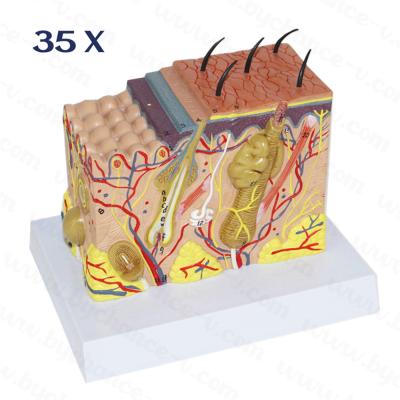 China Learning Resources 35 Times Enlarged Skin Anatomy Anatomical Model For Science Classroom Study Display Medical Teaching Model for sale