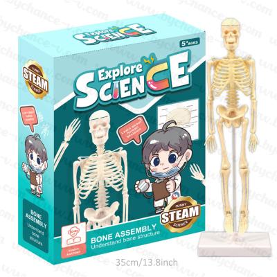 China Preschool Educational Toy Small Size Brain Learning Resources Toy Skeleton Model for Boys and Girls Gift +5 Years Old for sale