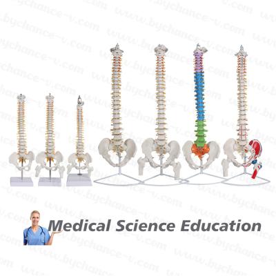 China Learning Resources Medical Science Education Spinal Cord Model with Vertebrae, Nerves, Arteries, Lumbar Spine, and Male Pelvis for sale